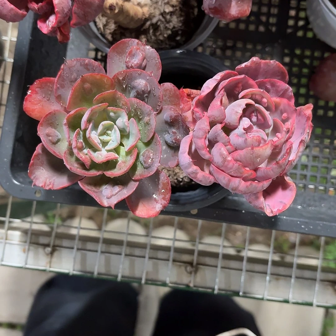 雨滴阴阳锦老桩冠幅15㎝左右