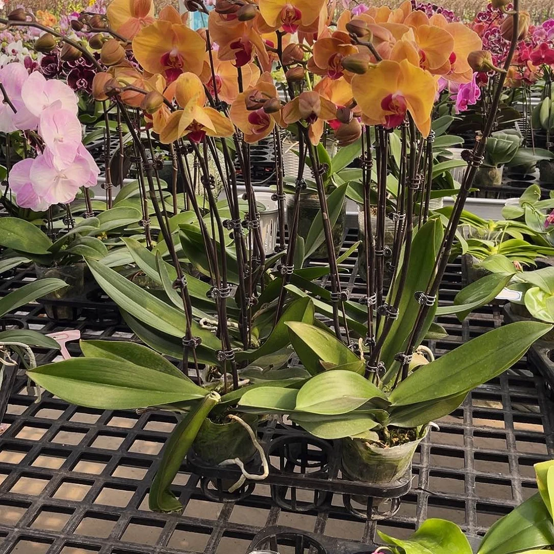 大部分花苞少量开放金砖石