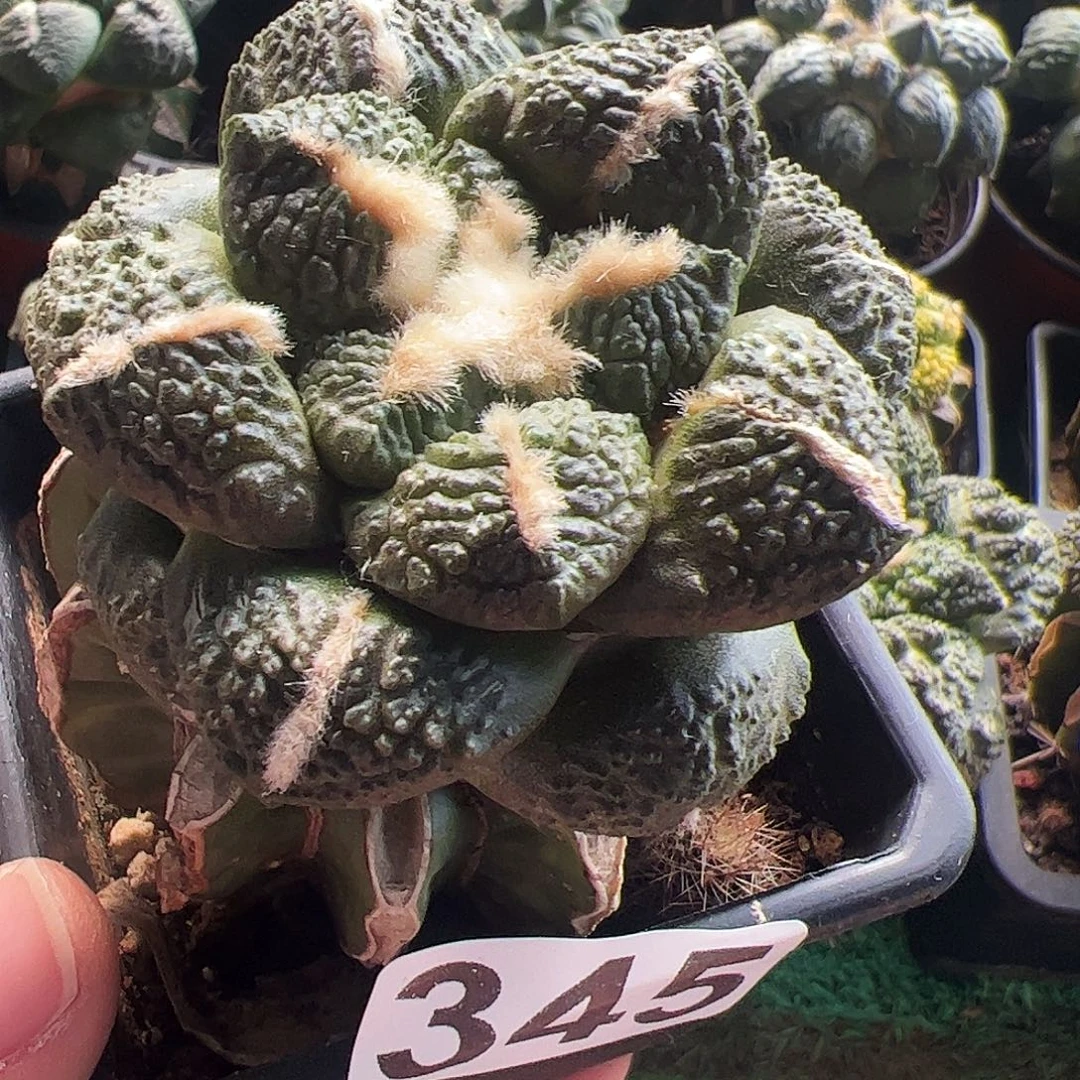 无花朵福利连山牡丹345