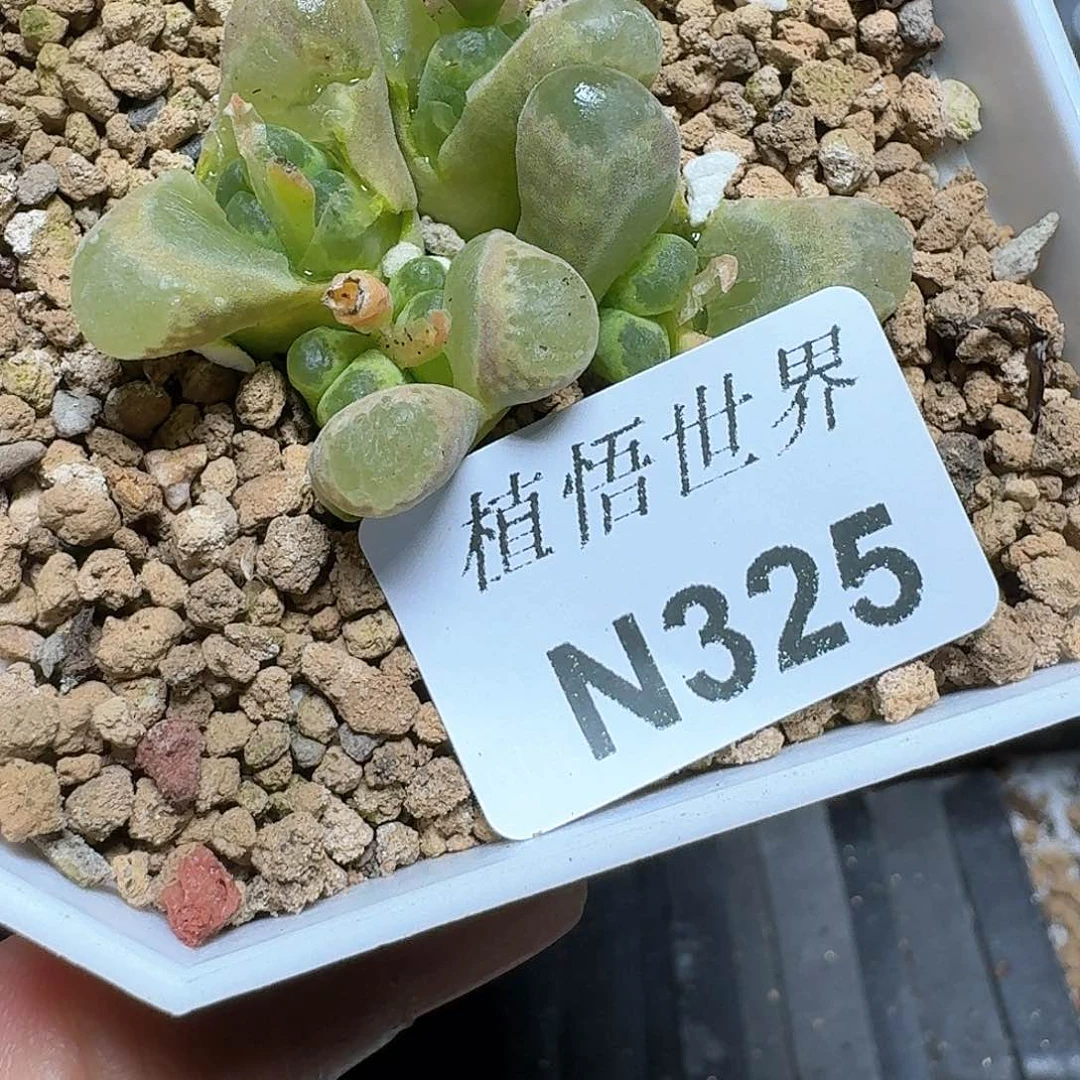 325盒多肉植物哇f g
