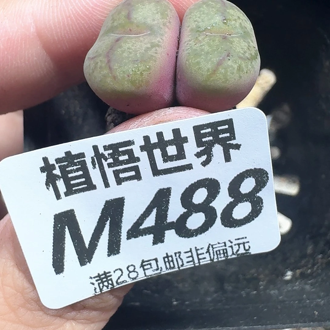 多肉植物我多肉植物