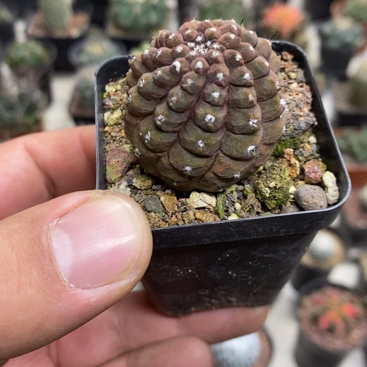 蜥蜴皮特价福利包邮2