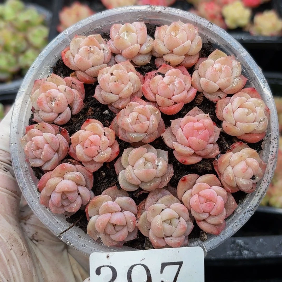 多肉植物多肉植物397