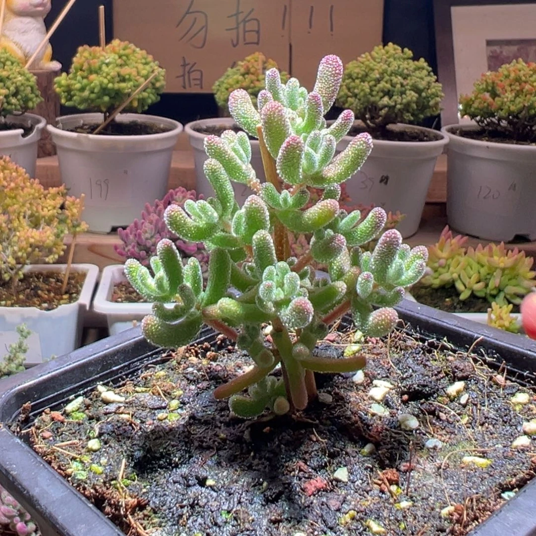 243冰晶一物一拍包开箱