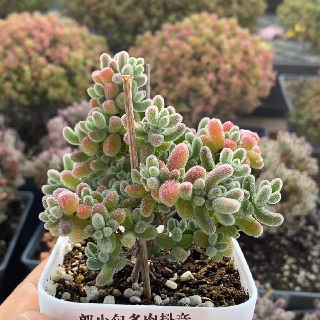 呼***啦优选冰晶3088枝干番杏