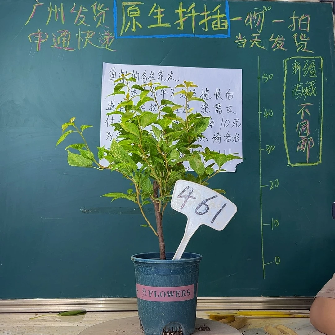当前无花栽培后可以开花沙斑女郎 461