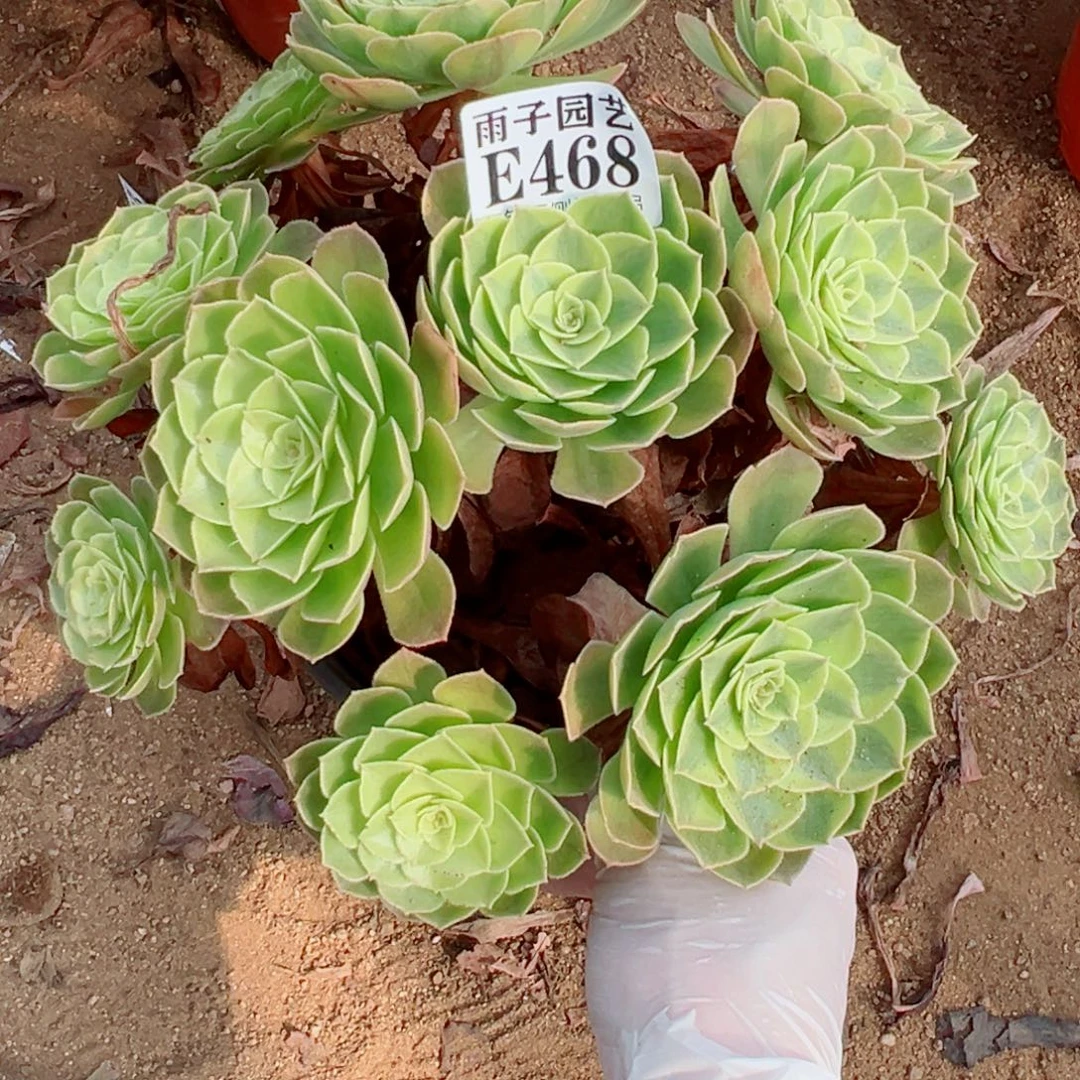 468雨荷尺寸25左右