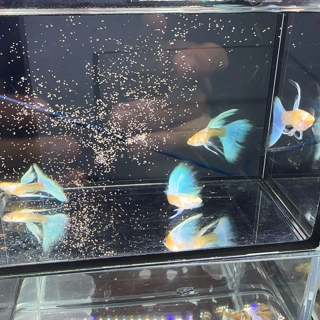 孔雀鱼蓝白长弓四条