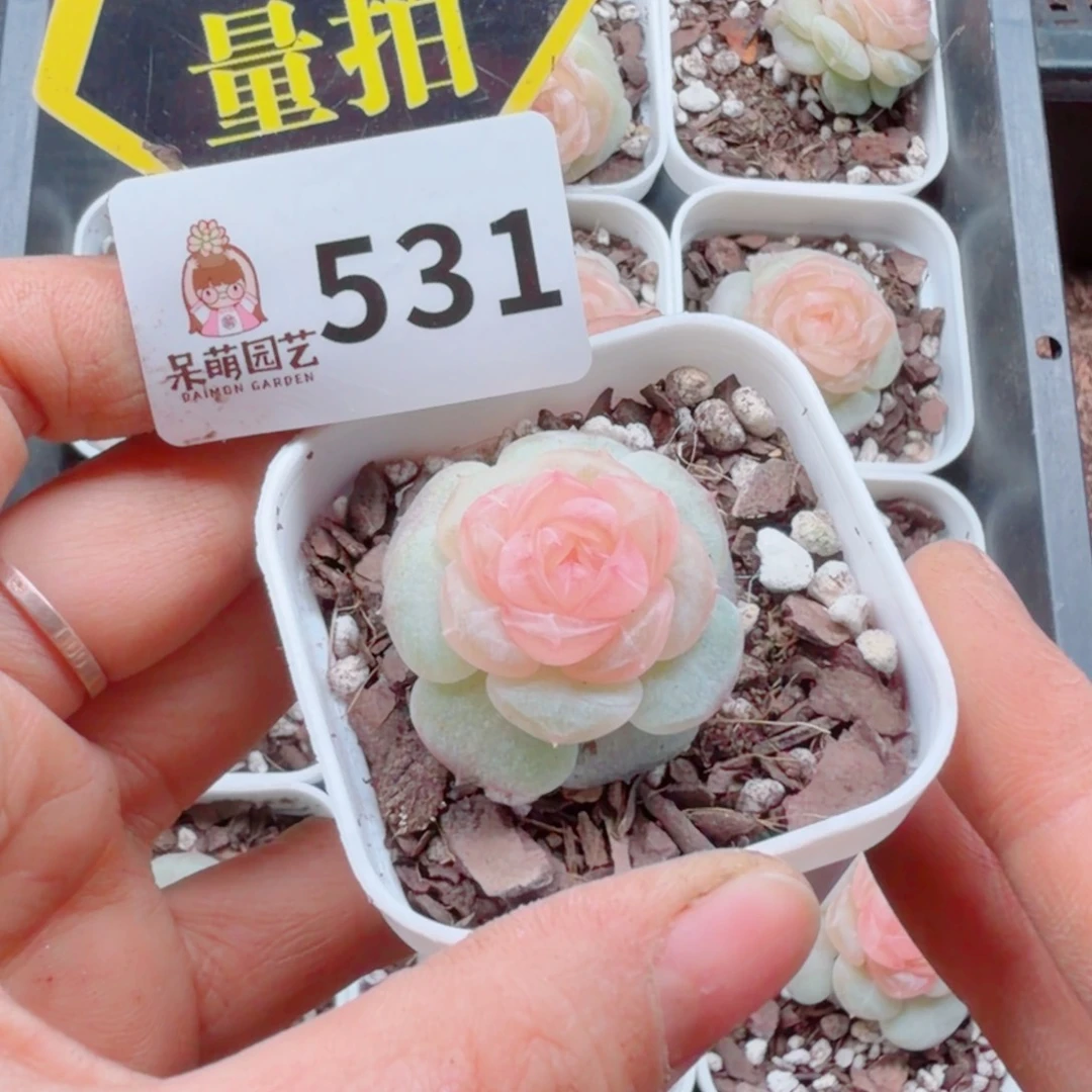 多肉植物多肉植物