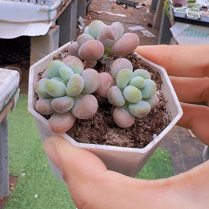 鱼子酱19包邮多肉植物