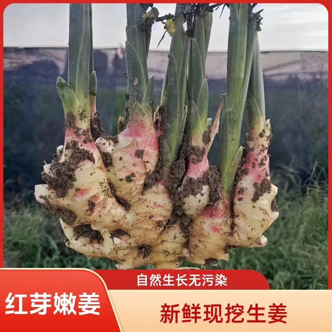 新鲜农家现挖自种大黄姜（无水洗 无熏硫）河南大姜