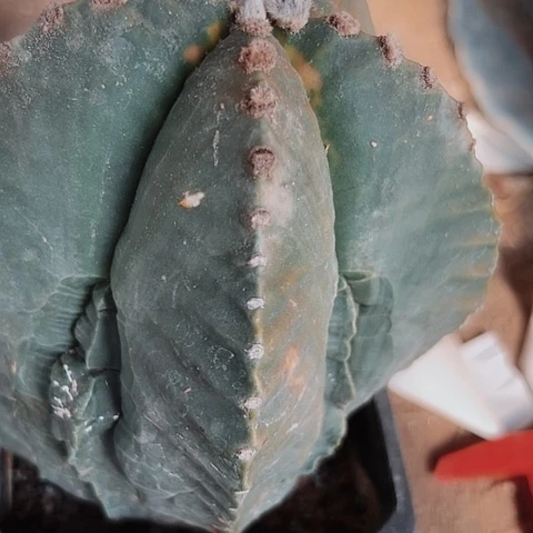 2916处理 木心根仙人球的