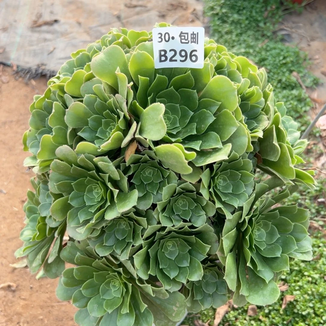 296 多肉法师断枝不包