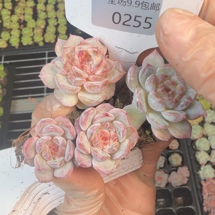 255号 乌拉拉家  布丁  拍一发三颗