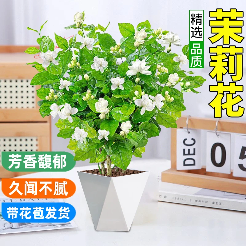 带花苞香水茉莉花盆栽浓香型室内四季开花清香驱蚊重瓣好养花卉