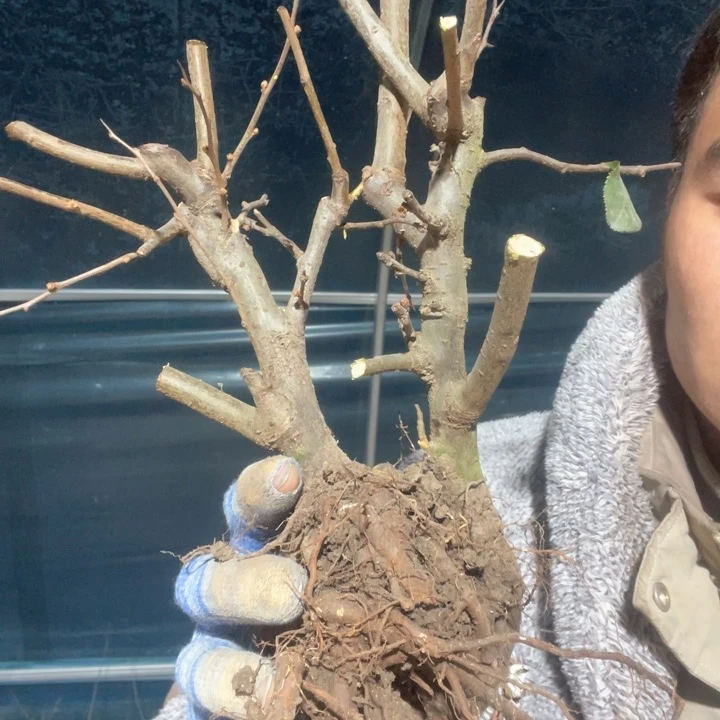 原生蝶之恋海棠花一颗