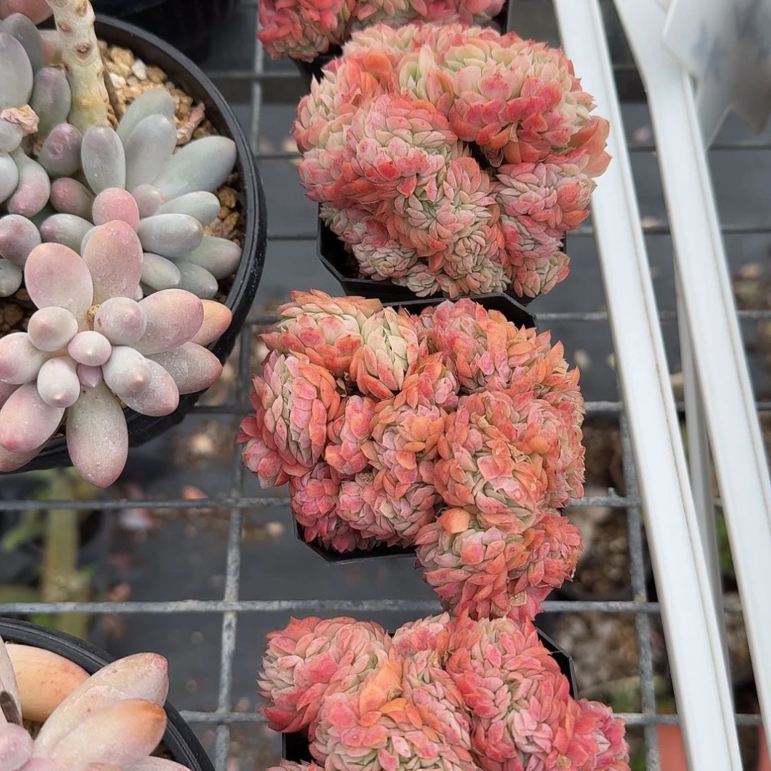 贝瑞缀化多肉植物精品