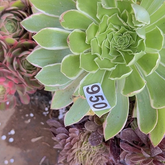 清***雨多肉植物一个法师