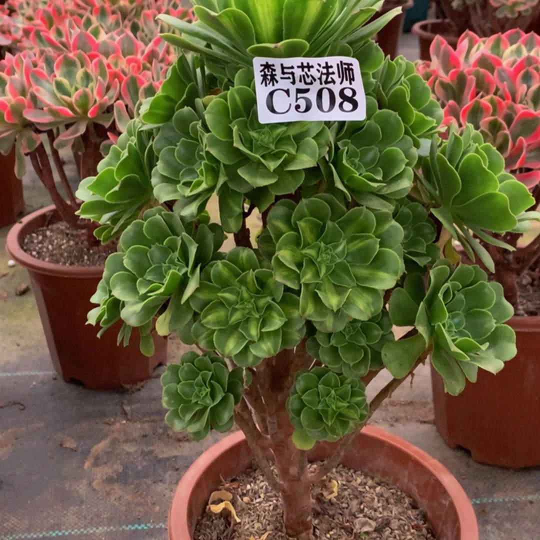 【闪购商品】508绿羊绒