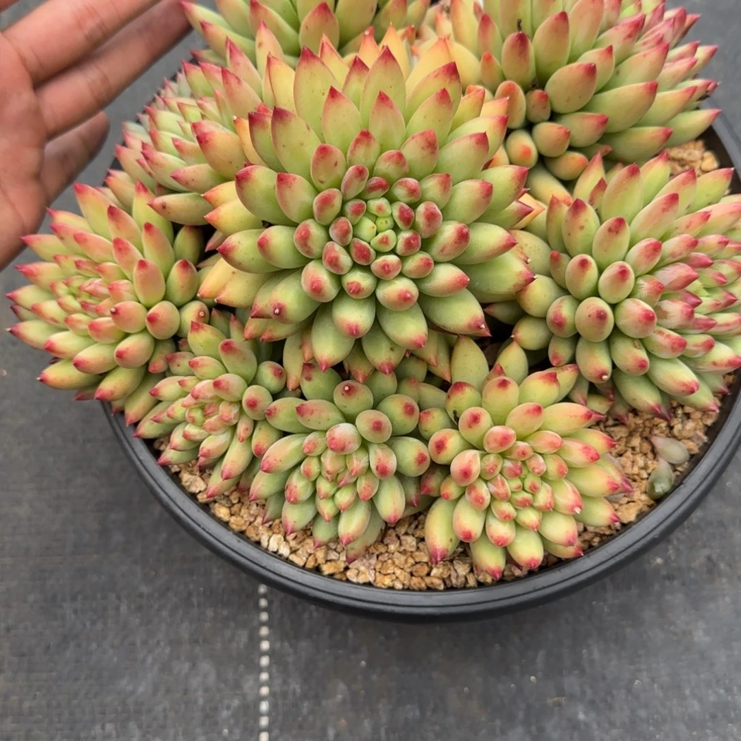 小***红一物一拍精控二代鱼02