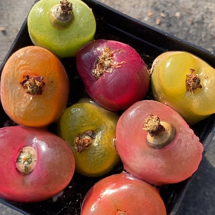 2025彩蟠桃一组一组