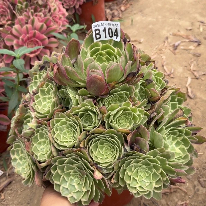 水蜜桃……多肉植物……