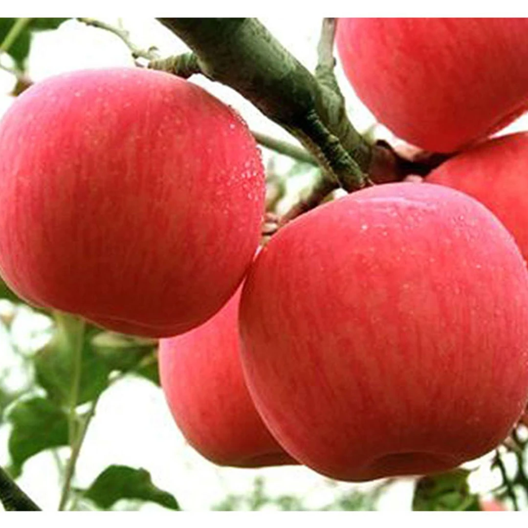 福缘水果新鲜礼-乙巳年