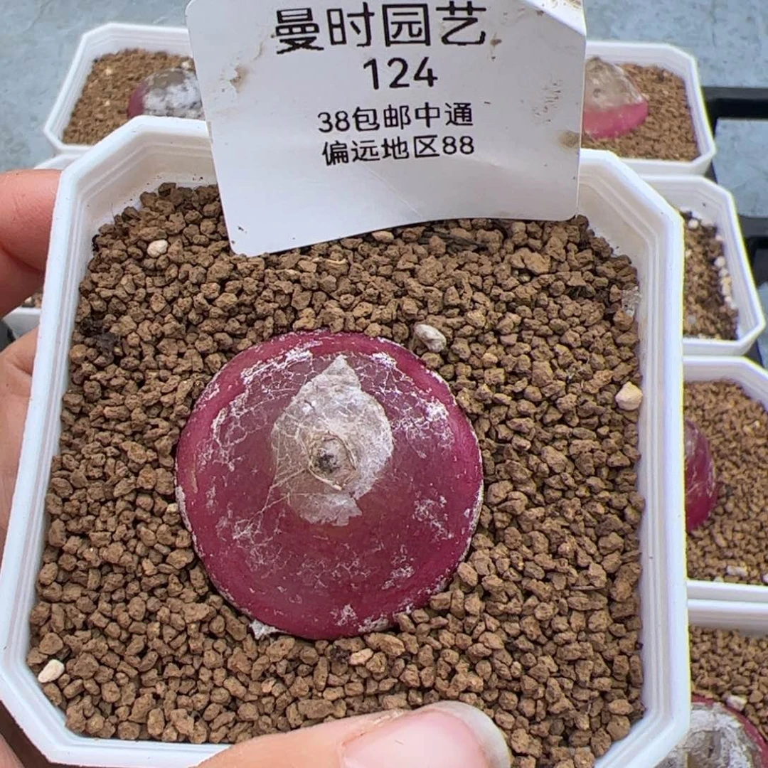 大**头124号灯泡2.27多肉