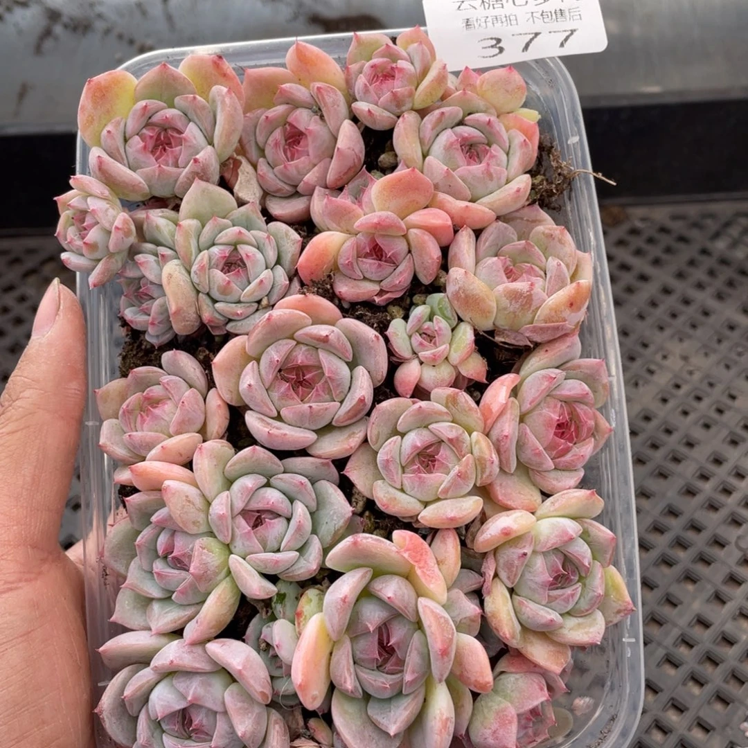 云糖心多肉植物377