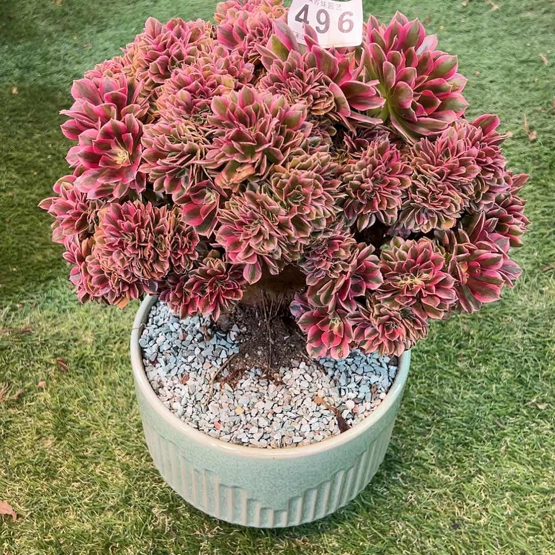 无花朵496女巫缀法师