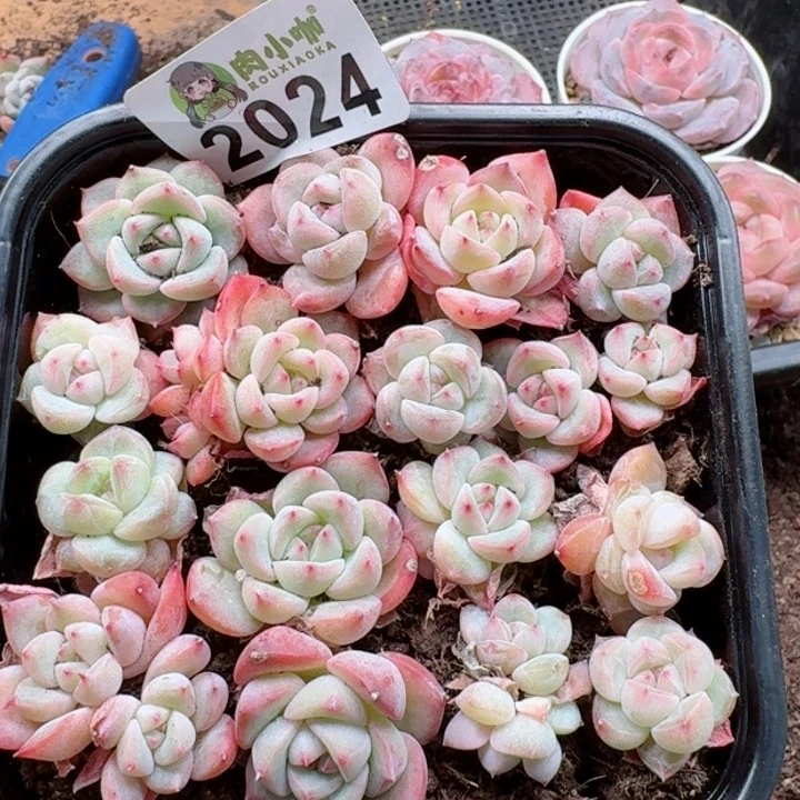 多肉植物多肉植物