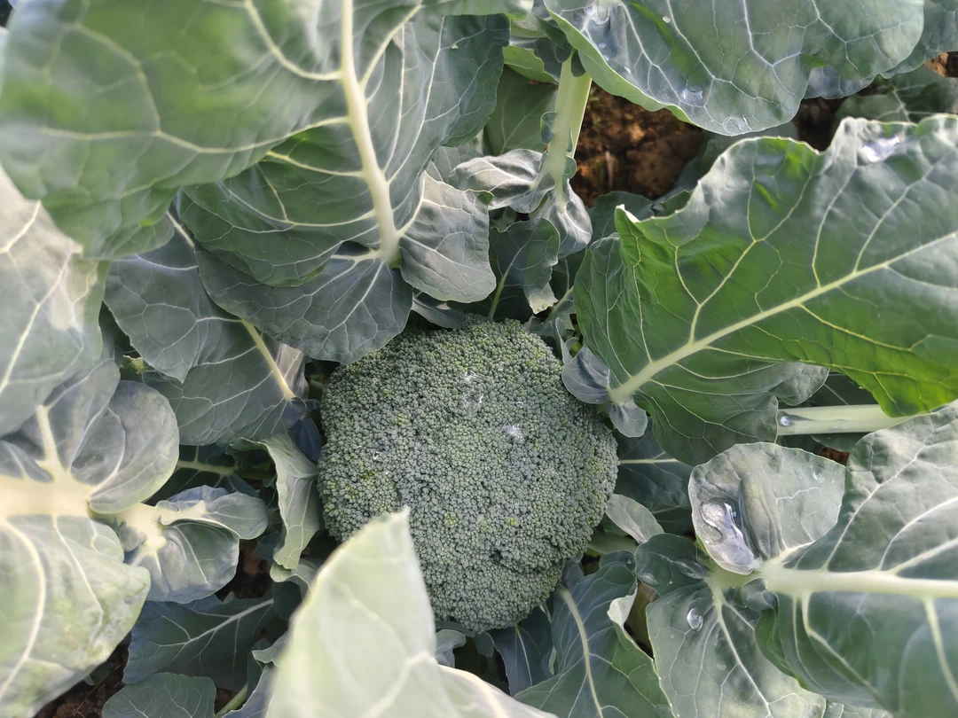 西兰花青花菜生态有机现釆现发1500克