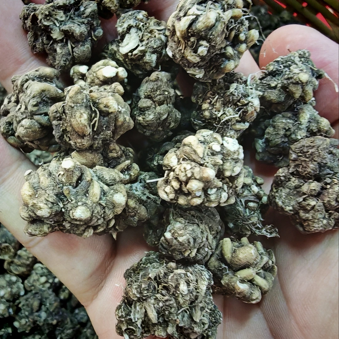 【周生专属】哀牢山猫爪草 250克 拍一发二