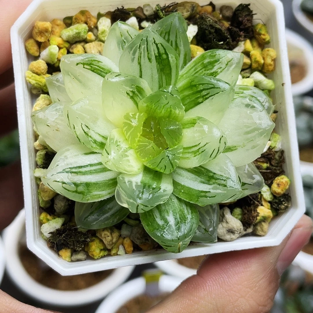 花火玉露锦十二卷多肉