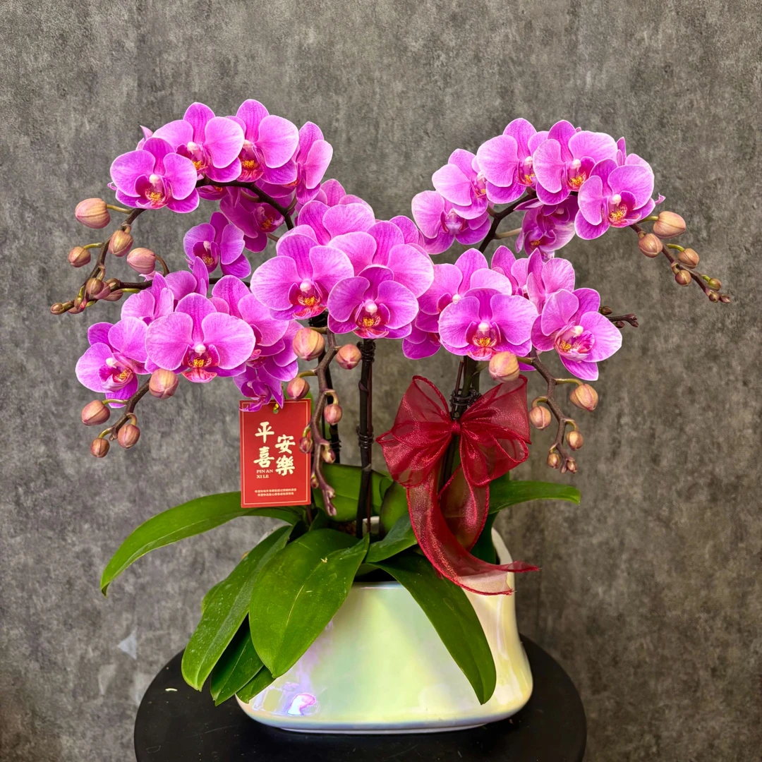 【紫霞-蝴蝶兰 】年宵花  鲜花绿植  好养花期长 送礼装饰