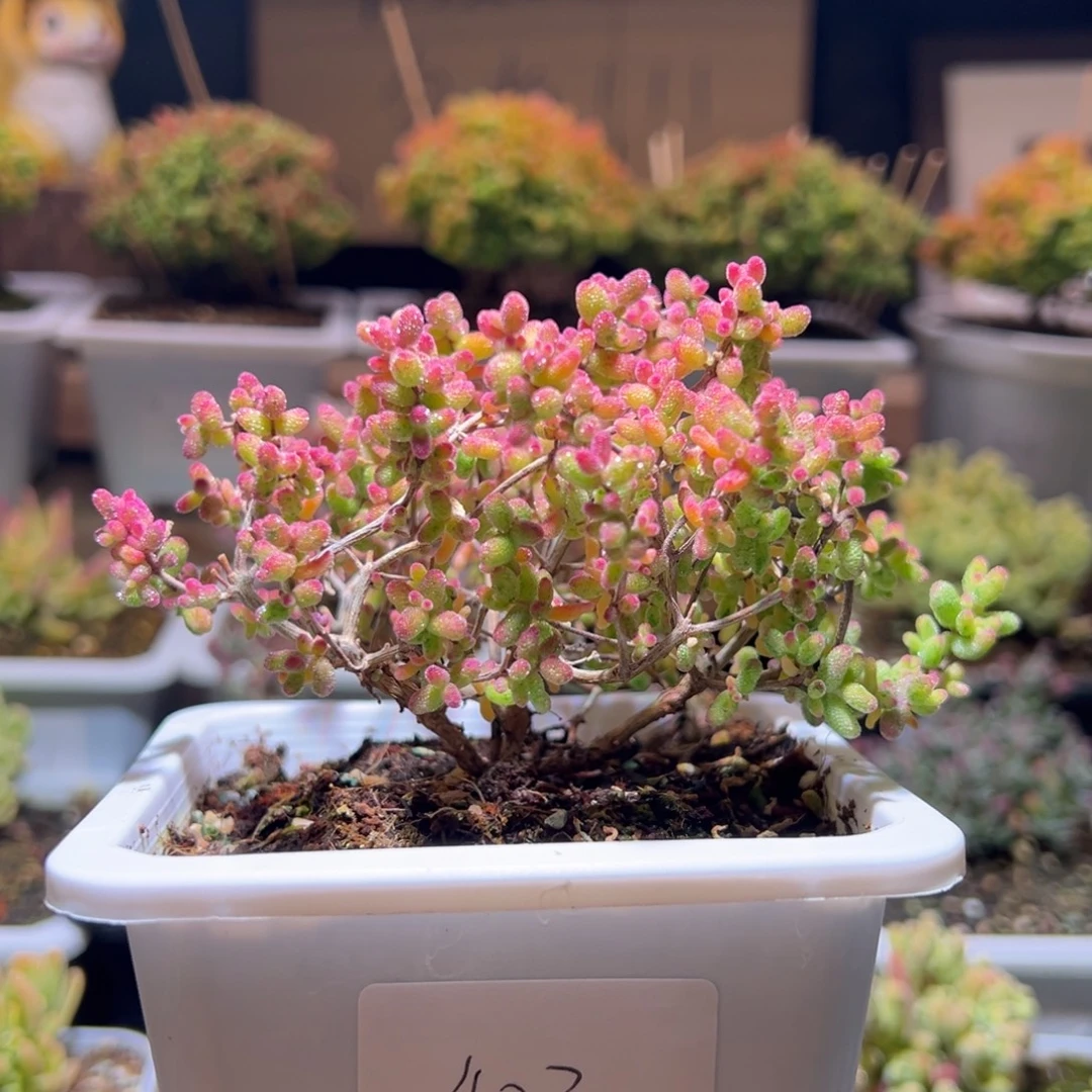 403 一物一拍包开箱