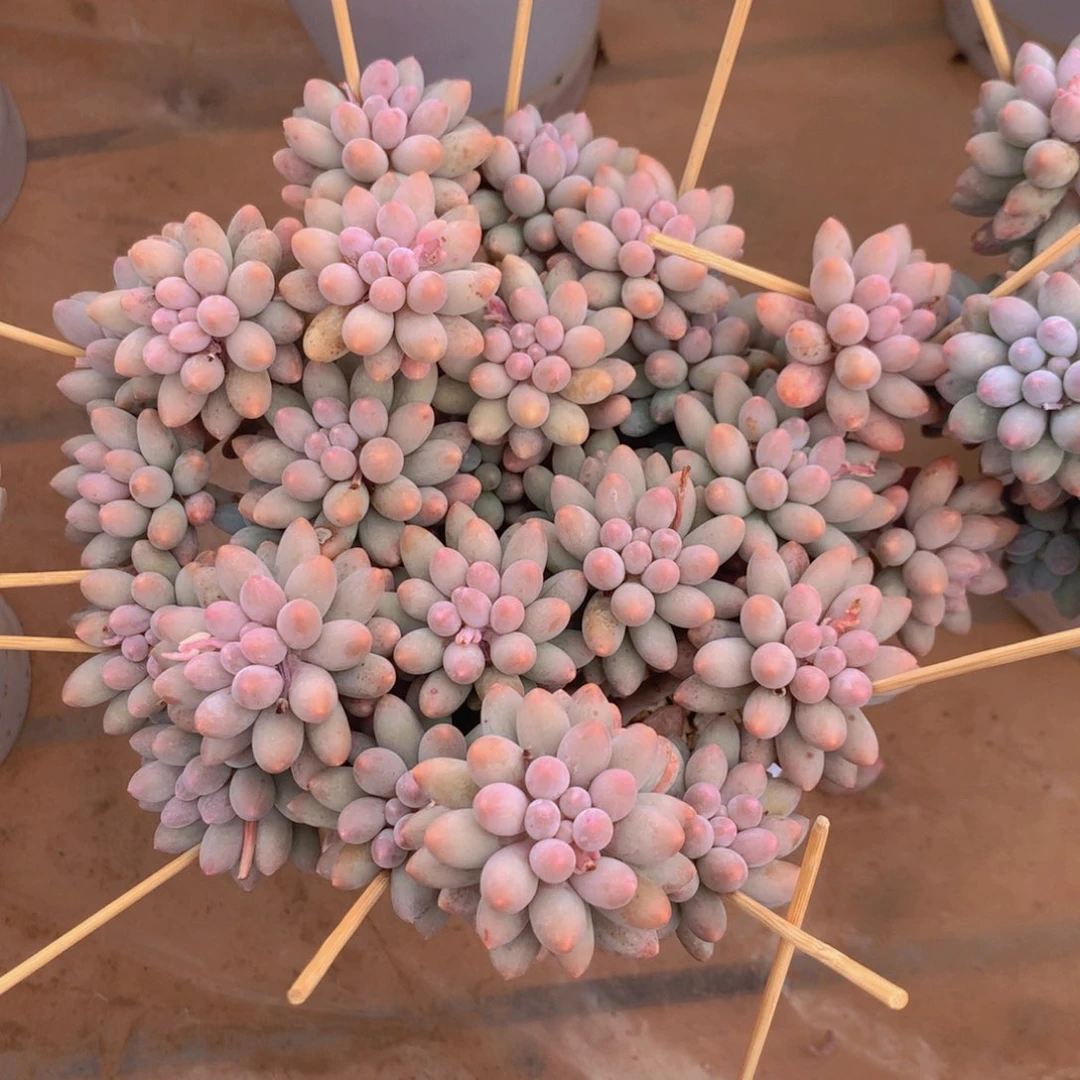 婴儿手指 一物一拍