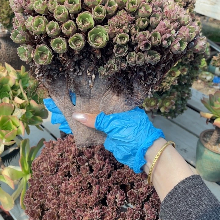 飘*多肉多味儿可还可以喝呀