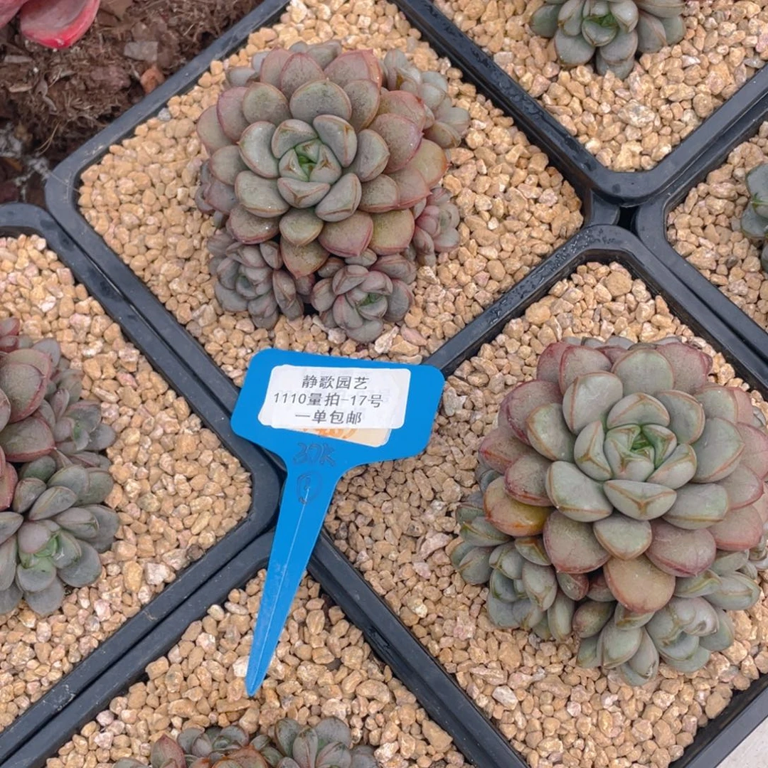 1110-17-手捧花葡萄群生一颗