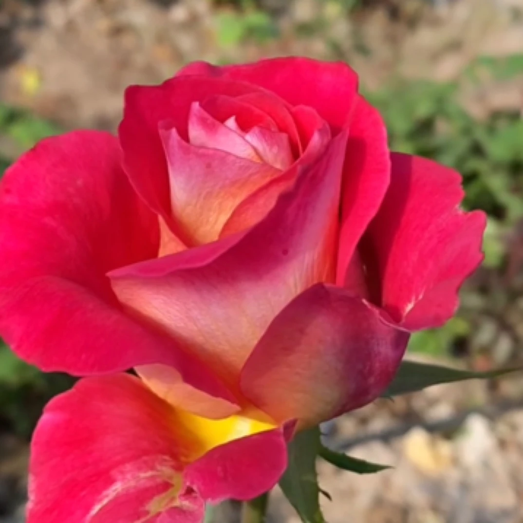 烈焰/大乐趣 切花月季根接苗