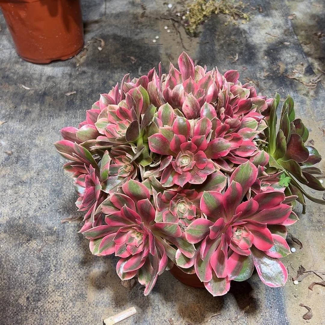 185多肉多肉多肉多肉多肉多肉