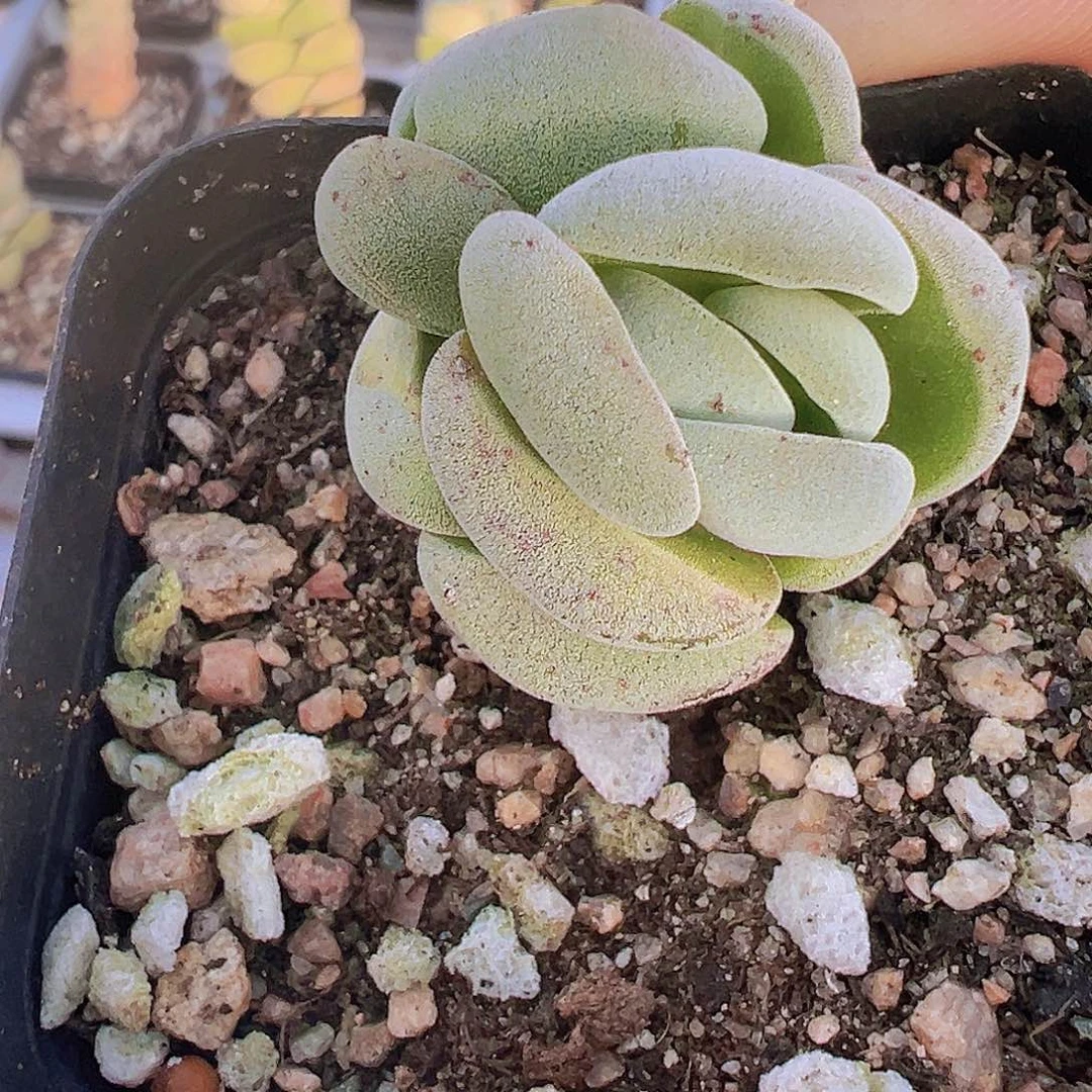 托尼19？包邮多肉植物