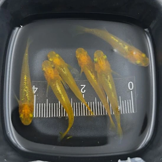 青鳉鱼观背青鳉黄金戴帽一组A6号