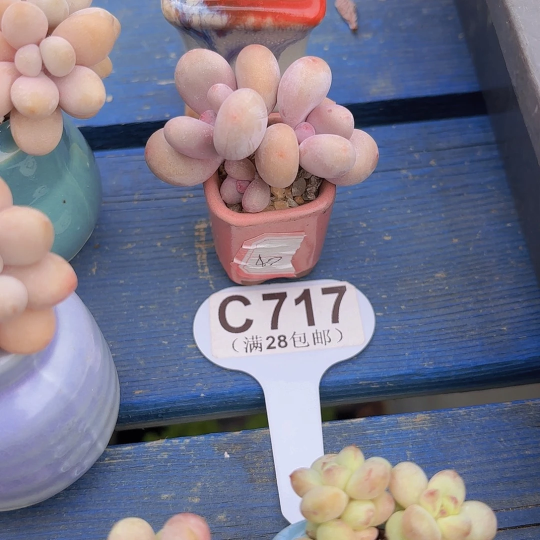 C717蛋黄奶一物一拍