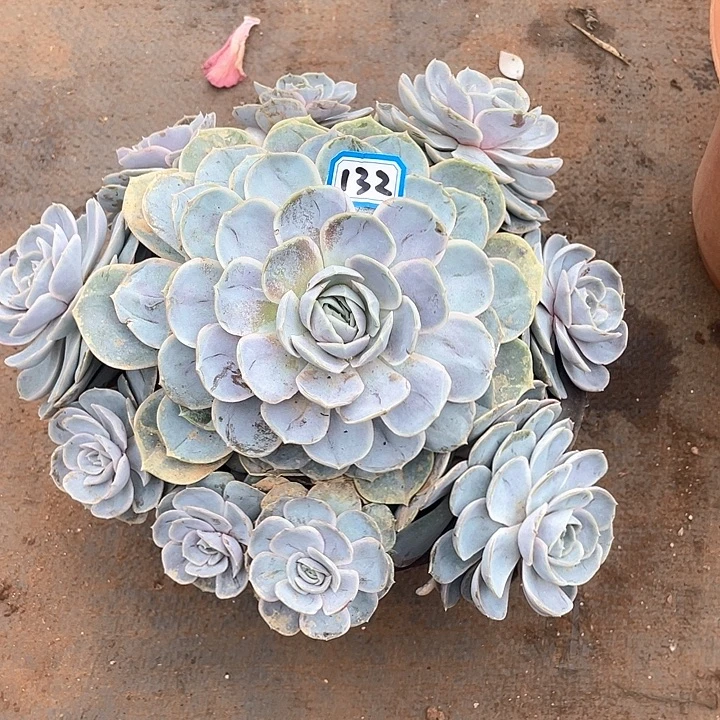 132蓝色惊喜 一物一拍多肉