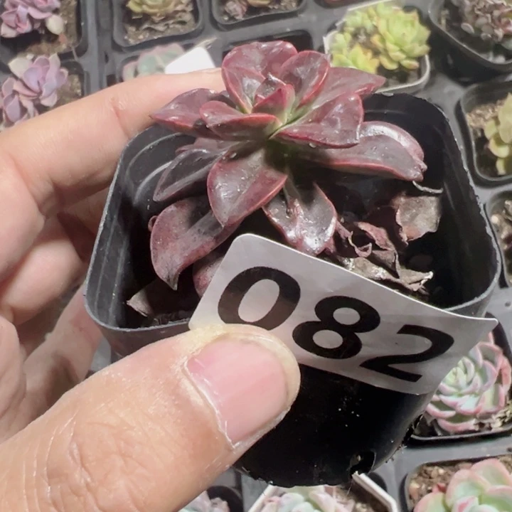 巧克力方砖精品多肉植物
