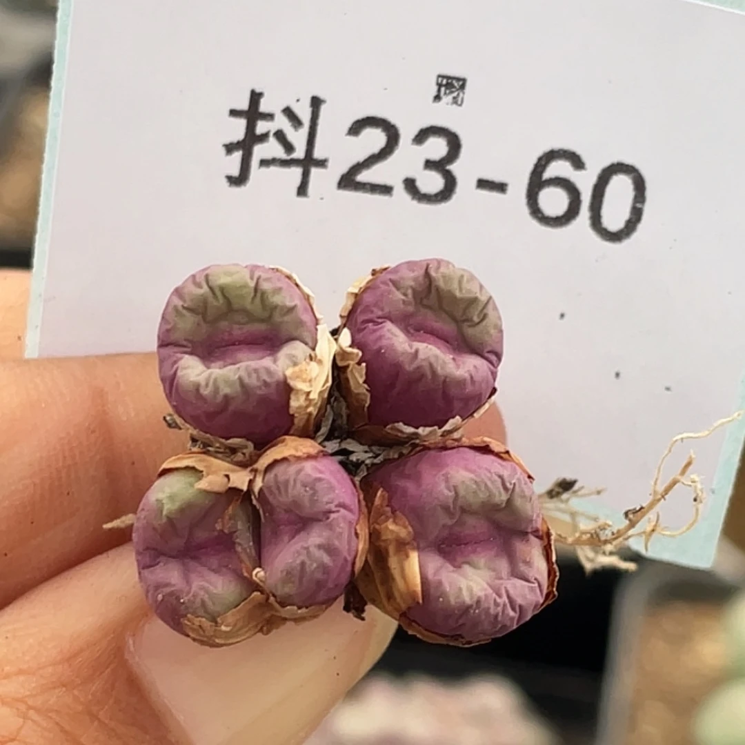 23-60嘴多肉植物肉锥