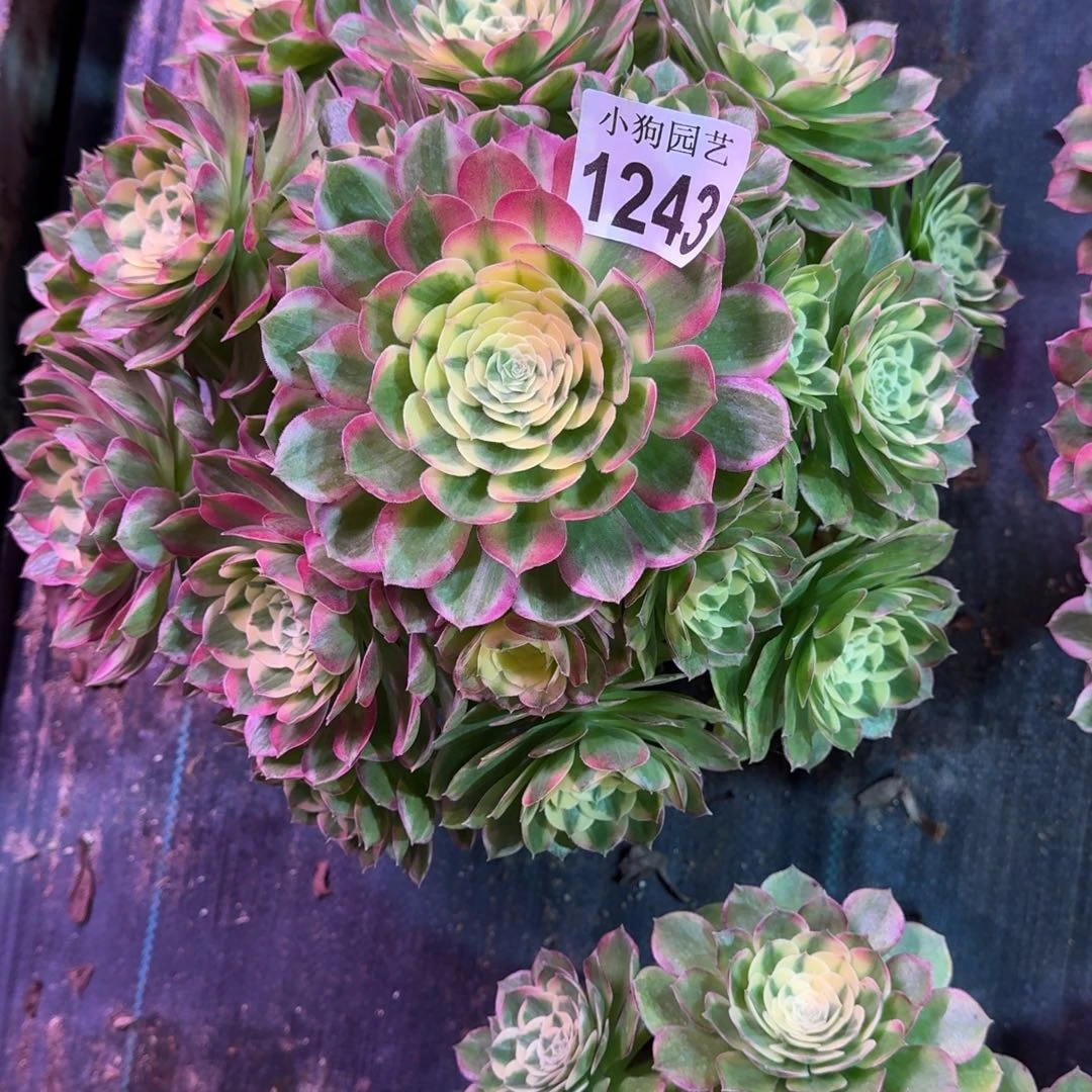 @***来海王多肉植物1243寄养