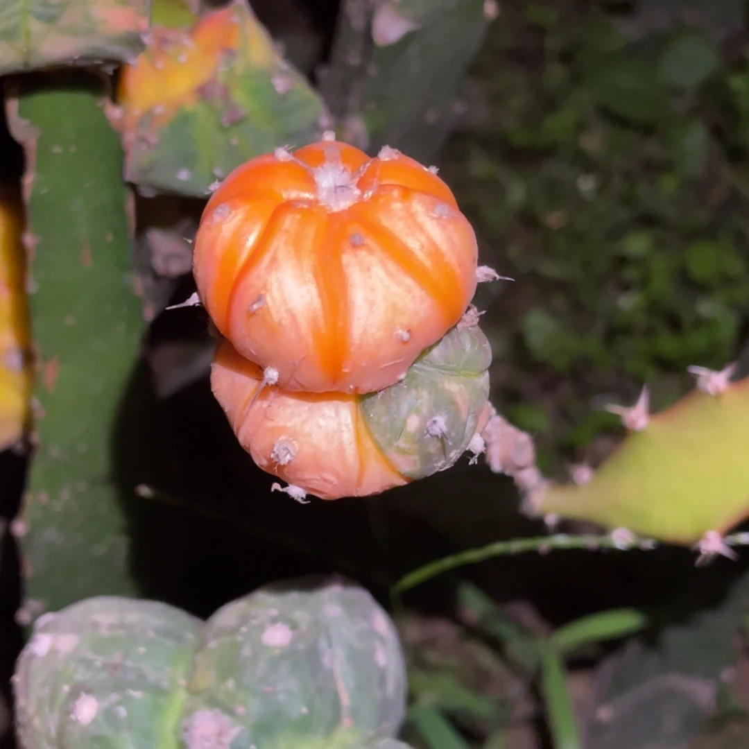 无花朵怪胎兜 头上头