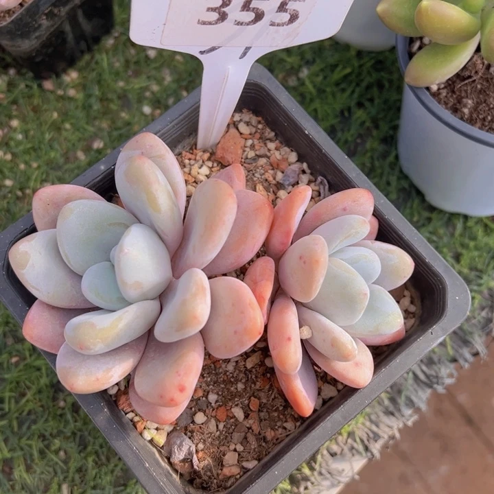 健健康康平平安安